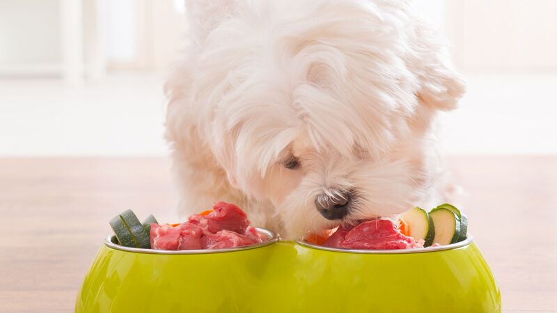 can you buy dog food with ebt snap pet food eligibility