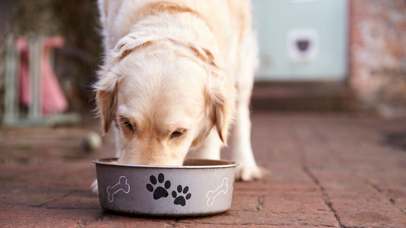 can you buy dog food with an EBT card	 