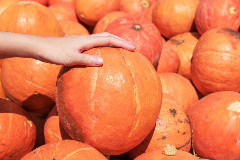 can-you-buy-pumpkins-with-ebt