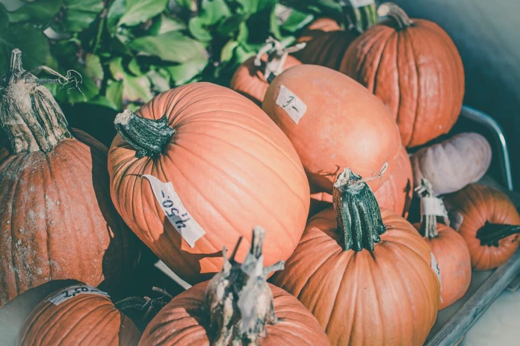 can-you-buy-pumpkins-with-ebt