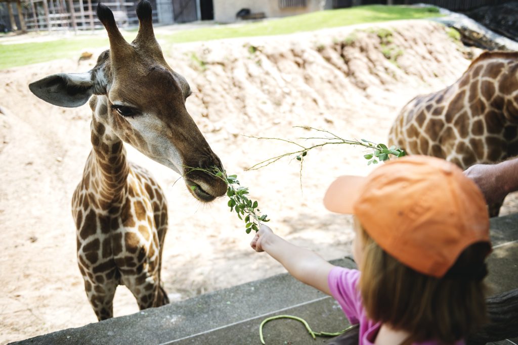 How-to-get-into-Brookfield-Zoo-for-free