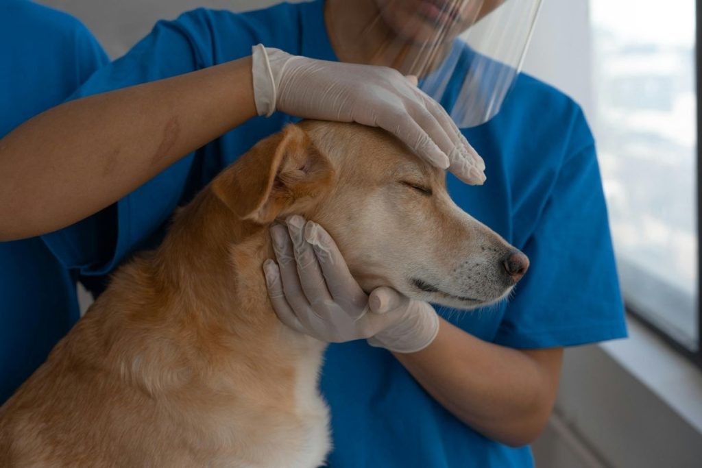 free pet insurance for low income families