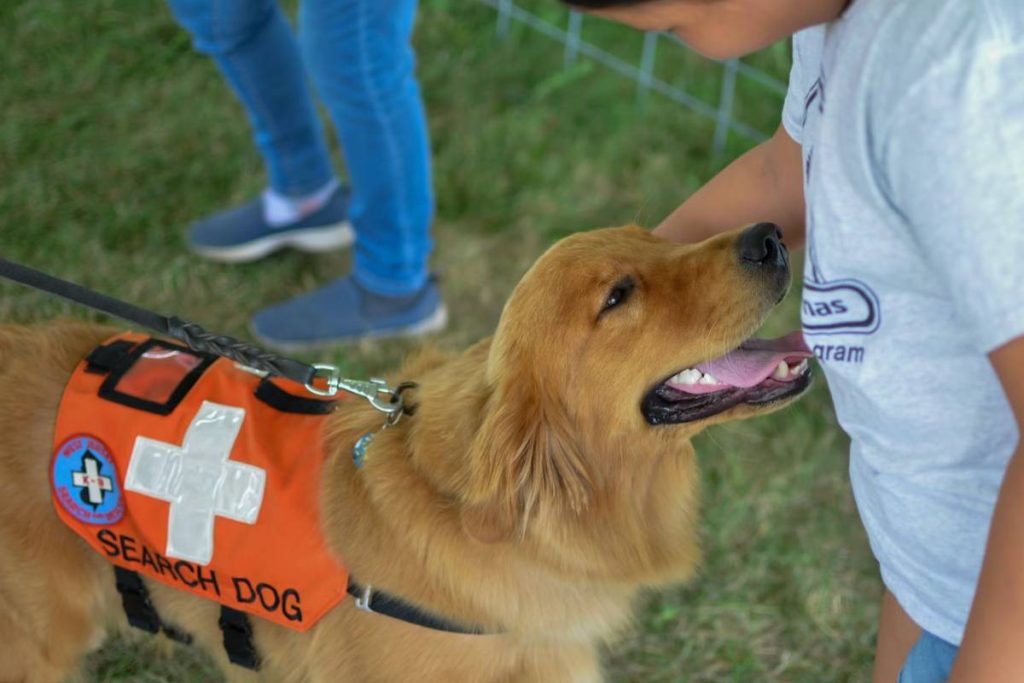 does-medicaid-cover-service-dogs