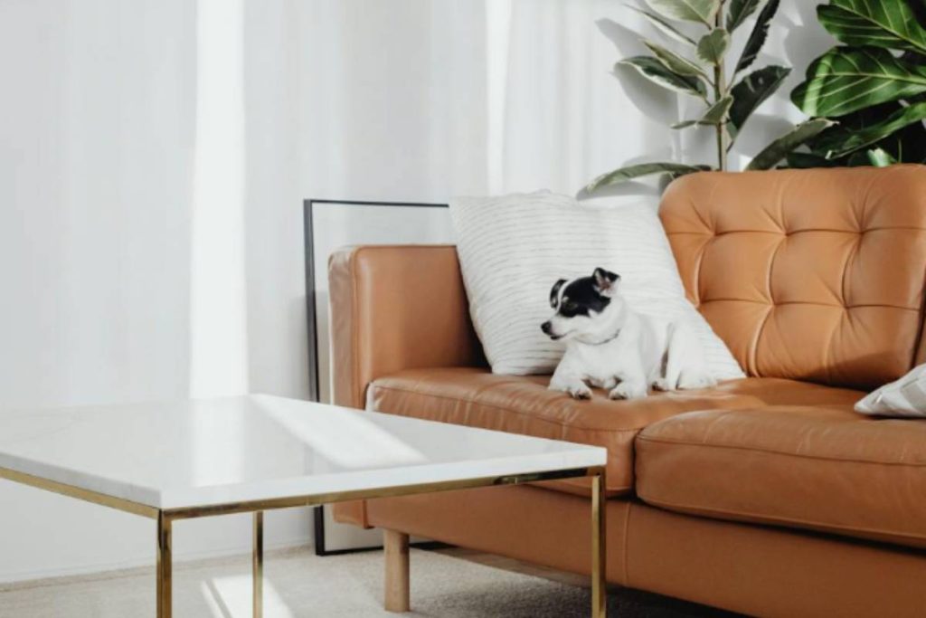 how-to-clean-leather-couch