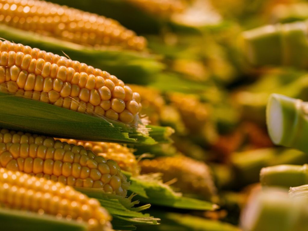 is-corn-a-fruit-or-vegetable