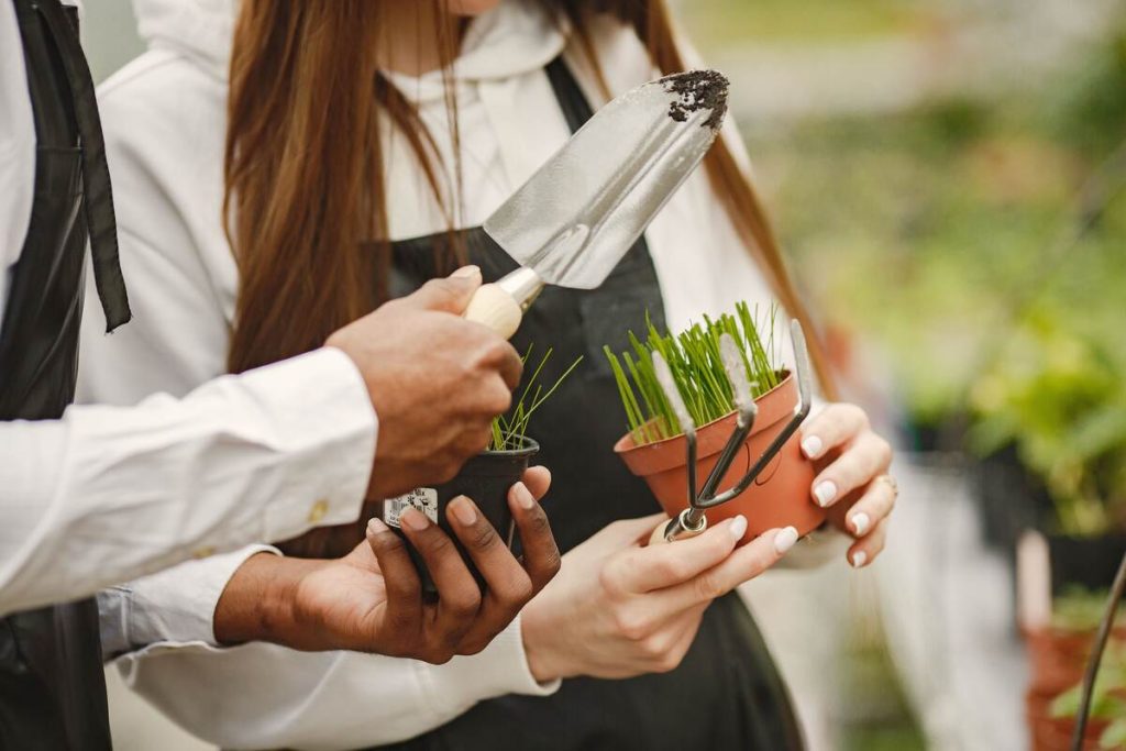 how to keep plants alive