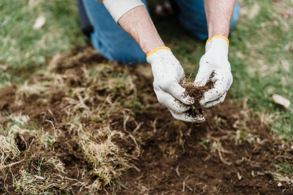 how to reseed a lawn