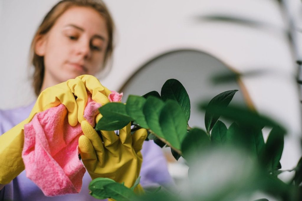 how to get rid of gnats in house